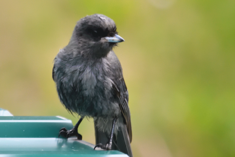 young grey jay.png