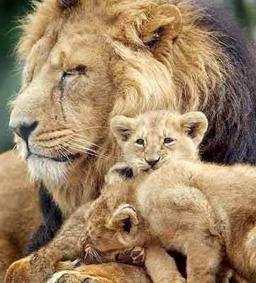 lion-with-cubs.jpg