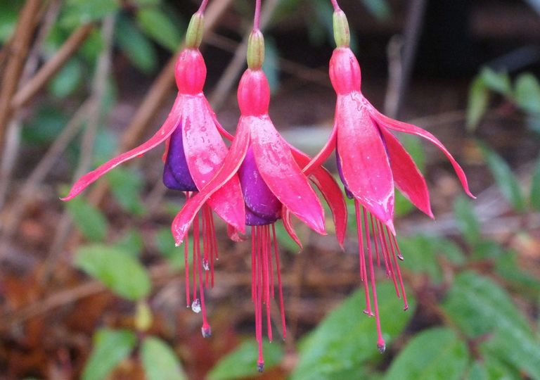 069-Fuchsia-CorrectTagging.jpg