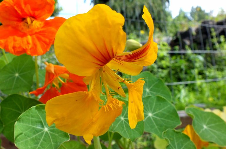 BL0010-Nasturtium.jpg