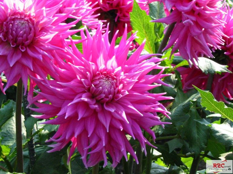 Dahlias-w.JPG