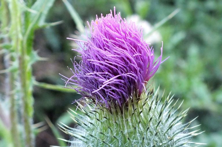 RDBL-0005-Thistle.jpg