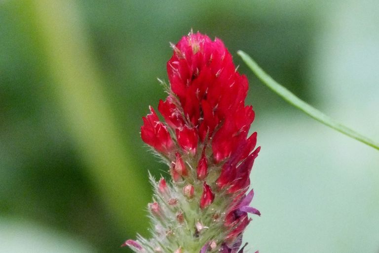 RDBL-0006-RedClover.jpg