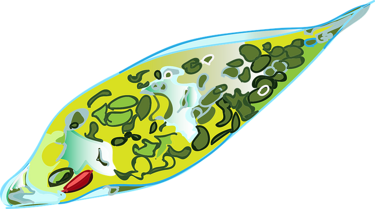 euglena-2320760__480.png