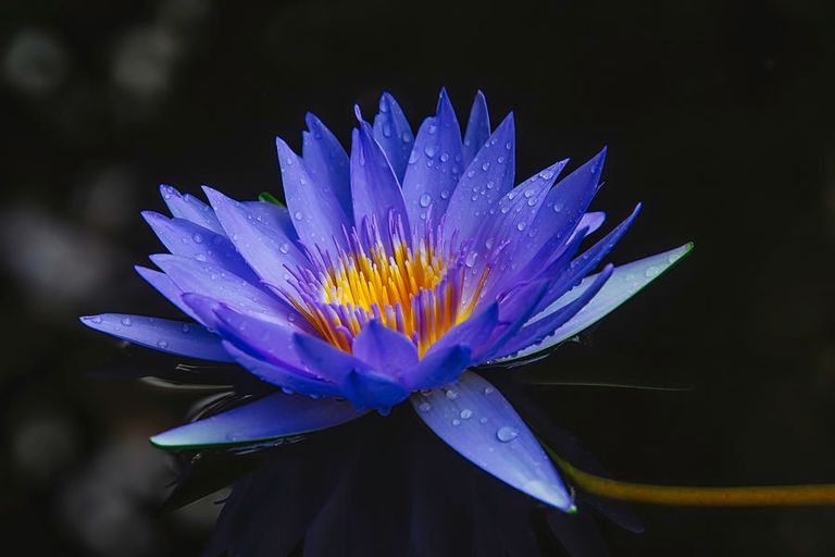 dark-blue-water-lily-garry-gay.jpg