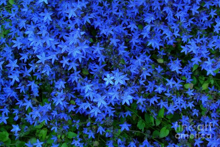 blue-star-flowers-joan-violet-stretch.jpg