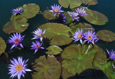 RhapsodyInBlue_Water-lilywater-lilies-for-ponds-390x268.jpg