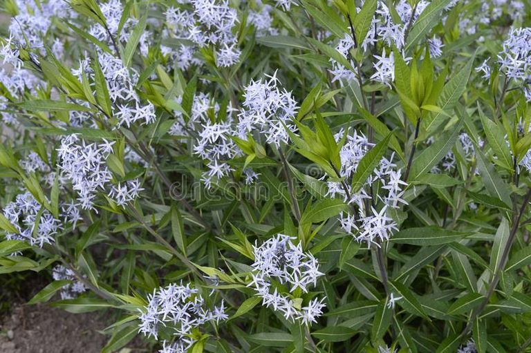 amsonia-called-as-bluestar-amsonia-called-as-bluestar-beautiful-light-blue-flowers-like-stars-117334775.jpg