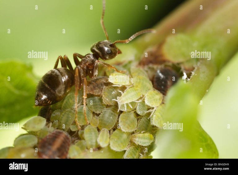 lasius-niger-the-black-garden-ant-seeing-to-aphids-and-milking-honey-BNGDH9.jpg