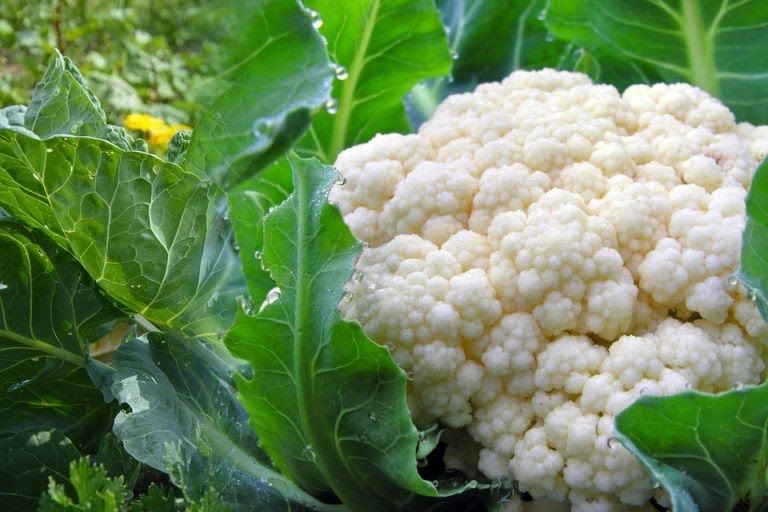 cauliflower-cultivation-768x512.jpg