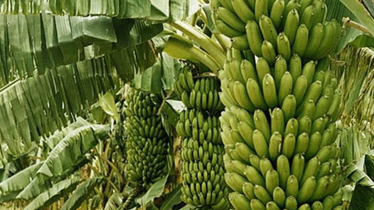 Banana-Farming-In-India.jpg