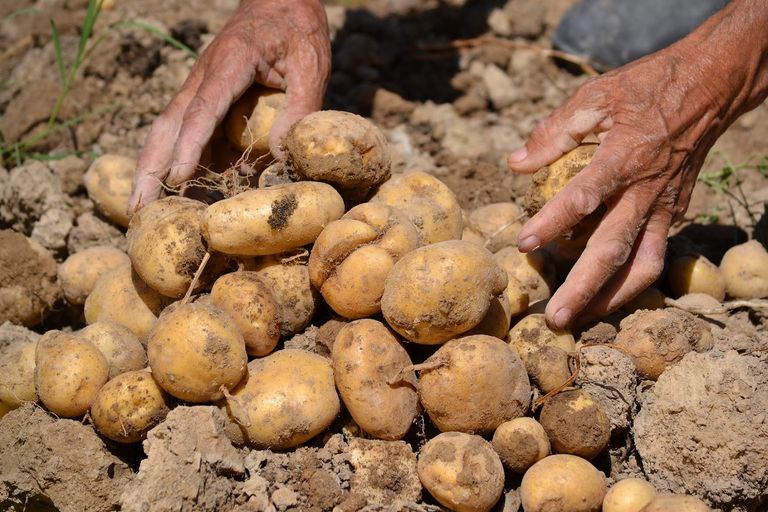 349029-potato-cultivation-guide-2.jpg