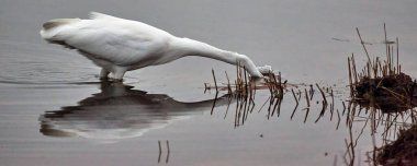 depositphotos_483522822-stock-photo-little-egret-searches-food-shallow.jpg