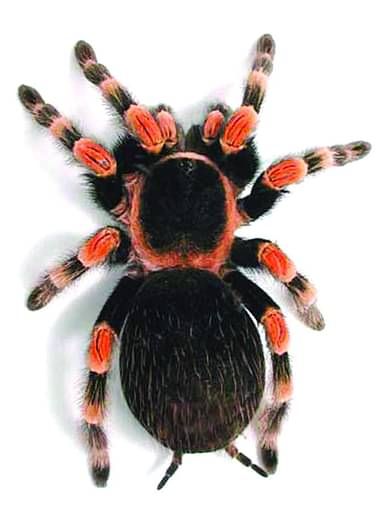 prothomalo-bangla_2022-03_5fea9901-c567-4a19-b3f8-680c14cad548_tarantula_red_knee.jpg