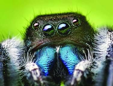 prothomalo-bangla_2022-03_b441eb57-ffa7-4661-8d4f-e089c6175276_Jumping_spider.jpg