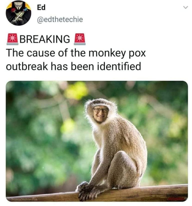 monkey2.jpg