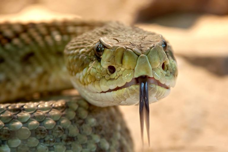 speckled-rattlesnake-653642_1280.jpg