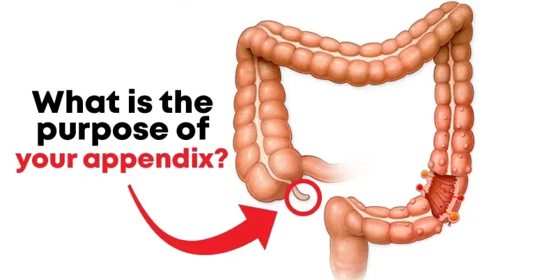 what-is-the-purpose-of-appendix-768x402.webp