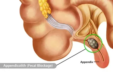 1800ss_science_source_rf_blocked_appendix.webp