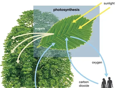 trees-plants-carbon-dioxide-sunlight-sugars-water.webp