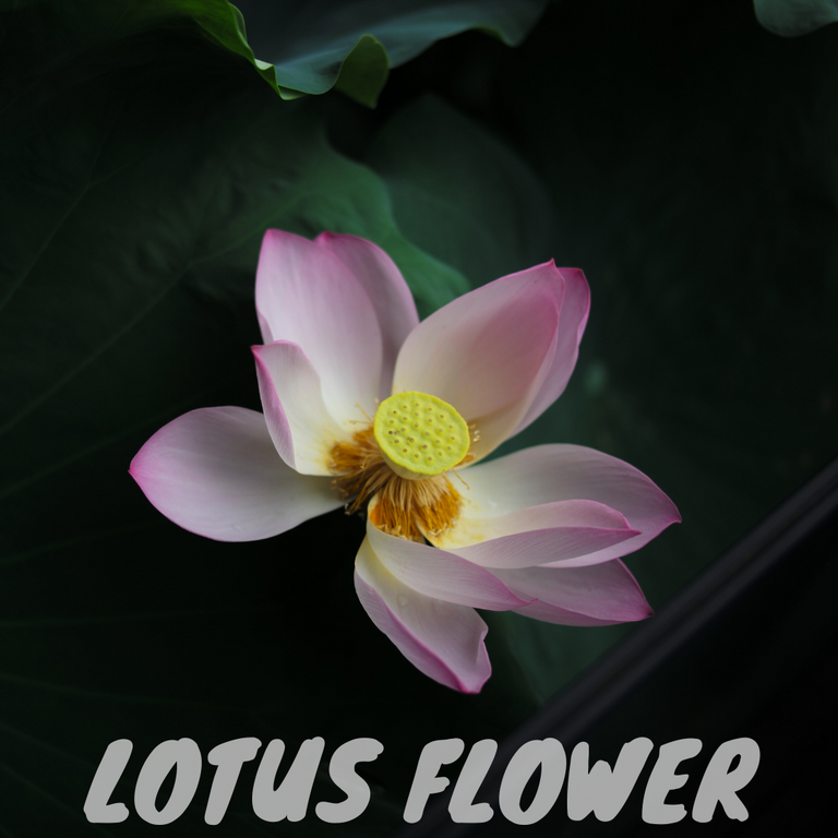 Lotus flower.png