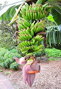 200px-Banana,_Musa_acuminata_-_the_wild_form_is_native_to_southeastern_Asia._(16475309014).jpg