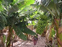 Banana_plantation.jpg