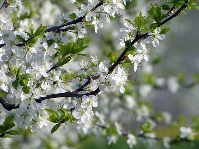 apple-blossom-746610_640.jpg