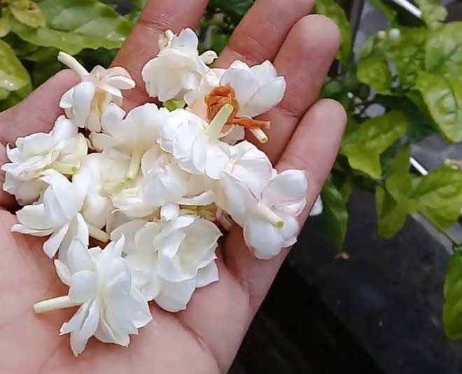 jasmine-flowers.jpg