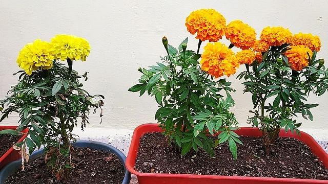 Grow-Marigold-the-better-india.jpg