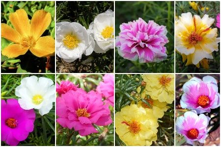 portulaca-flowers-India.jpg