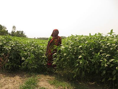 Jute_field_visit_07.jpg