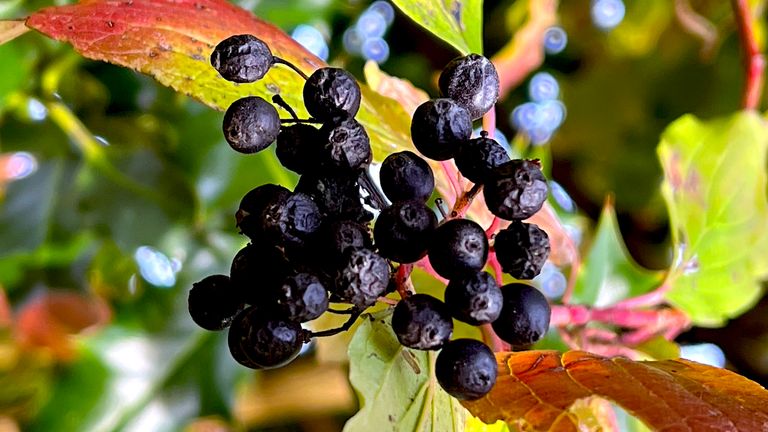 Black-Berries.JPG