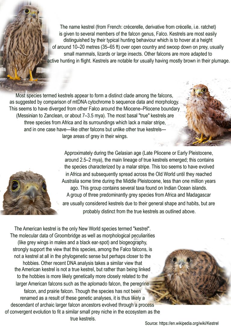 kestrels info.jpg