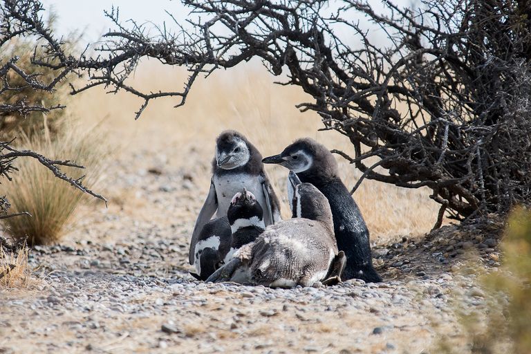 398.-Colonia-pinguinos-Peninsula-Valdes.jpg