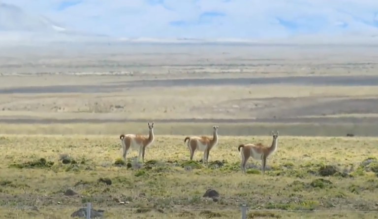 39.-La Ruta-40-15ma-estepa-guanacos.png