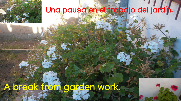 204.-Imagen-inicial-post-pausa-jardin.png