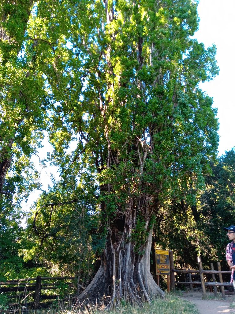 225.-Lago-Puelo-sendero-Jardin-Botanico-4.jpg