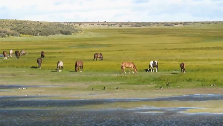 38.-La Ruta-40-14ma-etapa-caballos, ovejas y guanacos.png