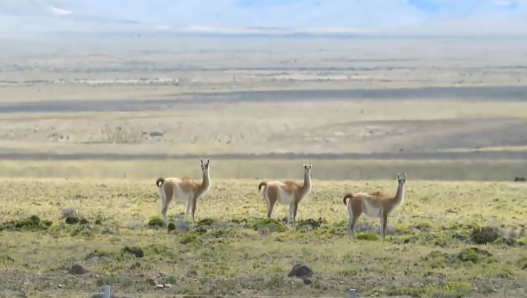 38.-La Ruta-40-14ma-guanacos.png