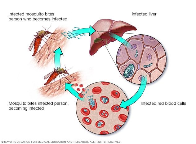 ds00475_im00175_mcdc7_malaria_transmitthu_jpg.jpg