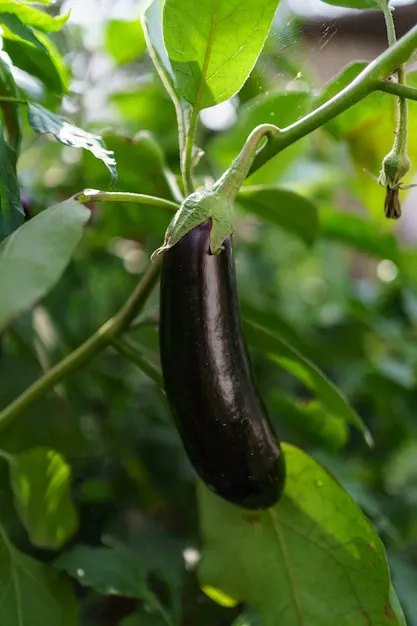 close-up-fresh-organic-eggplant-garden_158595-6926.webp