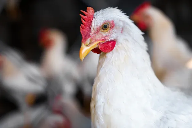 close-up-portrait-chicken-farm-yard-white-poultry-with-red-comb-looks-with-curiosity-traditional-organic-poultry-farm_340805-140.webp