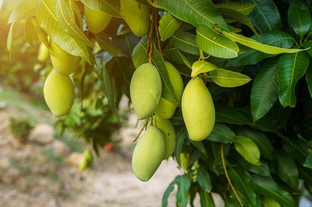 close-up-fresh-green-mangoes-hanging-mango-tree-garden-farm-with-sunlight-background-harvest-fruit-thailand_29332-3514.jpg