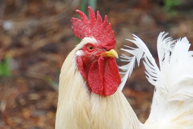 selective-focus-shot-white-rooster_181624-47362.webp