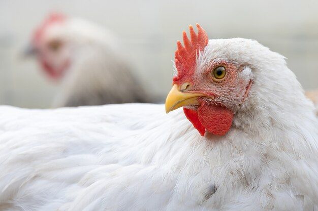 profile-portrait-white-young-rooster-with-beautiful-red-scarf_457440-232.jpg