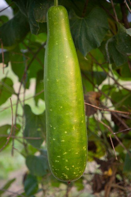 green-bottle-guard-hanging-garden-tree-branch_656518-1063.jpg