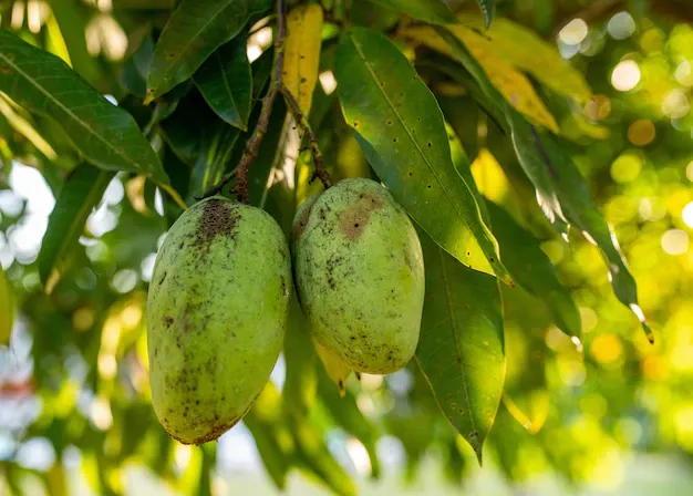 closeup-fresh-green-mangoes-hanging-from-tree_181624-28436.webp