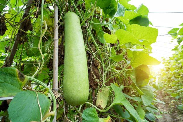 vegetables-greenhouse-gourd_11208-178.jpg