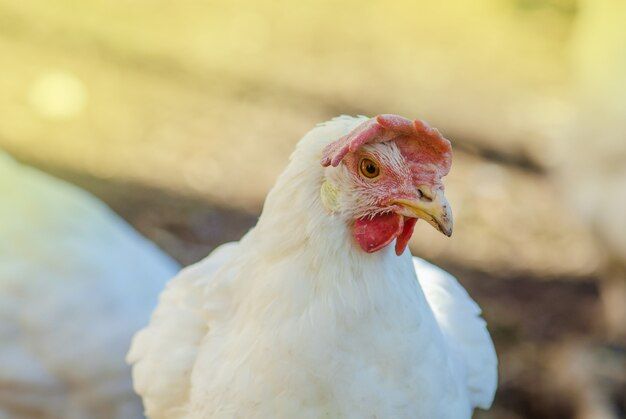 chicken-hen-portrait_87555-2008.jpg